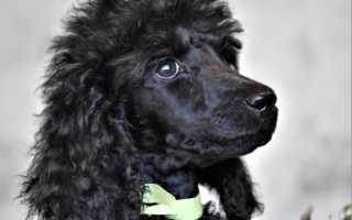 Описание королевского пуделя с фото: особенности породы, внешний вид и характер собаки