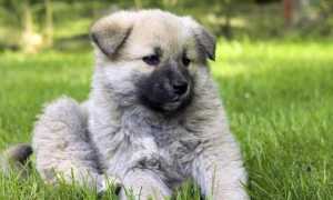 Кавказский волкодав (сторожевой кавказец): описание породы, характер и уход за овчаркой