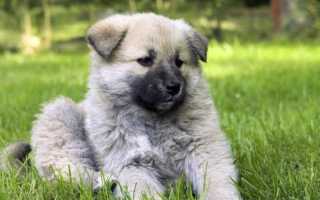 Кавказский волкодав (сторожевой кавказец): описание породы, характер и уход за овчаркой