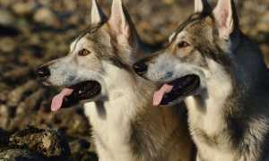 Внешний вид северной инуитской собаки и другие характеристики по стандарту породы, содержание инуита