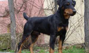 Описание и характеристика ягдтерьера с фото, особенности содержания немецкого охотничьего терьера и ухода за собакой