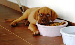 Сильно урчит в животе у собаки: почему, что делать, какие препараты можно дать животному?