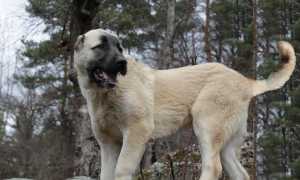 Гампр: описание породы, внешний вид армянского волкодава с фото, особенности ухода