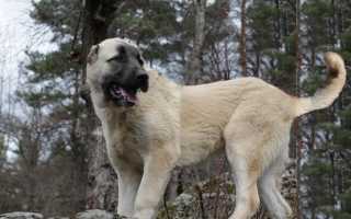 Гампр: описание породы, внешний вид армянского волкодава с фото, особенности ухода