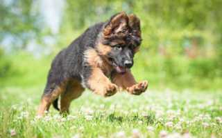 Воспитание и основы дрессировки щенка немецкой овчарки: как дрессировать питомца самостоятельно в домашних условиях?