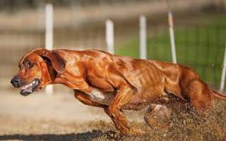 Описание родезийского риджбека с фото: особенности породы, рекомендации по уходу и цены