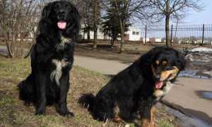 Описание и фото бурят-монгольского волкодава, особенности содержания собаки породы «хотошо», характерные болезни