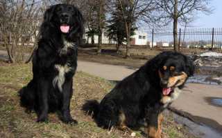 Описание и фото бурят-монгольского волкодава, особенности содержания собаки породы «хотошо», характерные болезни