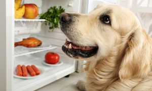 Чем и как правильно кормить взрослую собаку или щенка в домашних условиях, кроме готовых кормов?