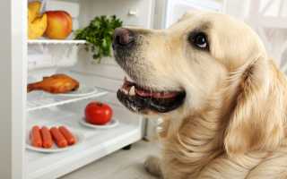 Чем и как правильно кормить взрослую собаку или щенка в домашних условиях, кроме готовых кормов?