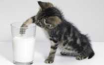 Заменитель кошачьего молока (молочная смесь) для котят Royal Canin Babycat Milk 0,3 кг
