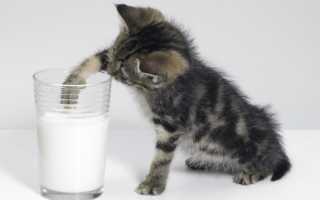 Заменитель кошачьего молока (молочная смесь) для котят Royal Canin Babycat Milk 0,3 кг