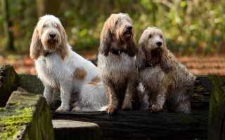 Описание вандейского бассет-гриффона с фото: особенности породы и рекомендации по уходу за собакой