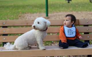 Каких собак можно заводить людям с аллергией: список гипоаллергенных пород с описаниями и фото
