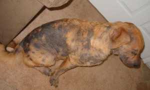 У собаки на коже темные пятна: причины и симптомы черного акантоза и похожих заболеваний, лечение в домашних условиях