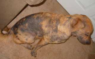 У собаки на коже темные пятна: причины и симптомы черного акантоза и похожих заболеваний, лечение в домашних условиях