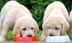 Чем в домашних условиях кормить щенка лабрадора и взрослого пса: лучшие сухие корма и натуральное кормление