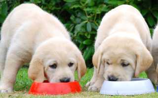Чем в домашних условиях кормить щенка лабрадора и взрослого пса: лучшие сухие корма и натуральное кормление