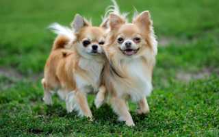 Описание длинношерстного чихуахуа с фото, особенности породы, окрасы собак и рекомендации по выбору щенка