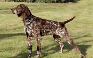 Немецкий курцхаар: описание, фото и цены