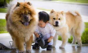 Описание породы чау-чау с фото: характер, рекомендации по содержанию и уходу за собакой, стоимость щенков