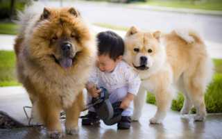 Описание породы чау-чау с фото: характер, рекомендации по содержанию и уходу за собакой, стоимость щенков