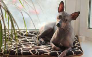 Стандарт породы американского голого терьера: фото и описание, характер и особенности поведения, содержание и уход