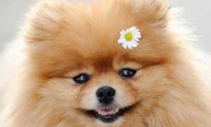 Померанский шпиц «мини»: фото миниатюрного немецкого мишки, описание породы