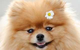 Померанский шпиц «мини»: фото миниатюрного немецкого мишки, описание породы