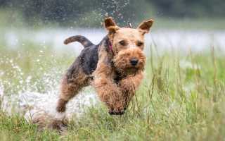 Описание вельштерьера с фото, характеристика породы, особенности содержания и питания