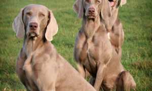 Описание породы веймаранер с фото: внешний вид, характер, особенности дрессировки собаки