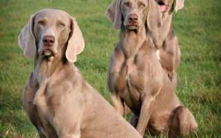Описание породы веймаранер с фото: внешний вид, характер, особенности дрессировки собаки