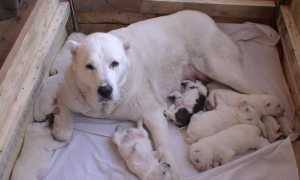 Алабай: внешний вид среднеазиатской овчарки на фото, происхождение, разновидности и характеристика породы собак