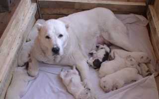 Алабай: внешний вид среднеазиатской овчарки на фото, происхождение, разновидности и характеристика породы собак