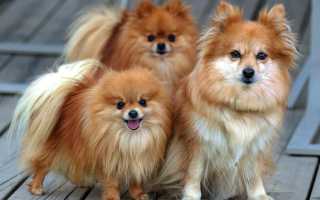 Породы декоративных собак маленьких размеров с фото и названиями, карманных и комнатных, гладкошерстных и пушистых