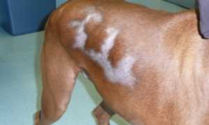 Собака чешется, и у нее выпадает шерсть: почему это происходит, что делать и какое лечение назначают?