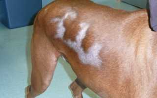 Собака чешется, и у нее выпадает шерсть: почему это происходит, что делать и какое лечение назначают?