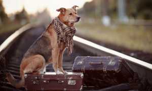 Как в России перевозят собак в поездах – скоростных, дальнего следования и электричках: правила провоза и документы