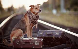 Как в России перевозят собак в поездах – скоростных, дальнего следования и электричках: правила провоза и документы