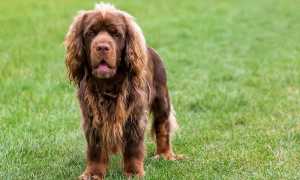 Описание суссекс-спаниеля с фото, особенности породы, рекомендации по выбору щенка и содержанию собаки