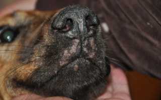 Причины и лечение вирусного папилломатоза у собак: как убрать папиллому или бородавку у питомца на лапе, губе или спине?