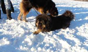 Что нужно знать о монгольской овчарке, каковы стандарт породы и внешний вид собаки, как осуществлять уход за банхаром?