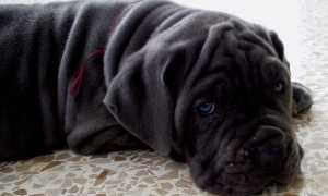 Фото мастифа породы неаполитано, происхождение и описание собак мастино