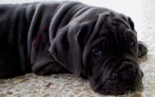 Фото мастифа породы неаполитано, происхождение и описание собак мастино