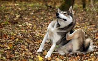 Почему собака постоянно сильно чешется и грызет себя, если у нее нет блох, а кожа чистая или есть покраснение?