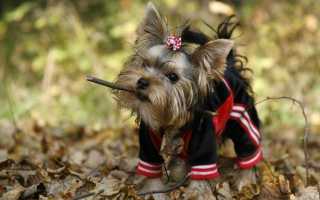 Содержание йоркширского терьера в домашних условиях: уход и питание, меню для йорка на неделю