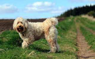 Описание тибетского терьера с фото: особенности породы и рекомендации по уходу