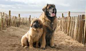 Описание и фото леонбергера, характеристика породы, особенности содержания и социализации и правила выбора щенка