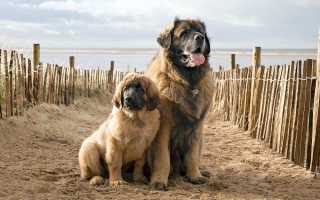 Описание и фото леонбергера, характеристика породы, особенности содержания и социализации и правила выбора щенка