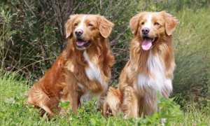 Описание новошотландского ретривера с фото, характер толлера и особенности содержания представителей породы, питомники